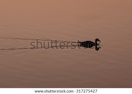 Silhouette of the duck and reflection during sunrise.