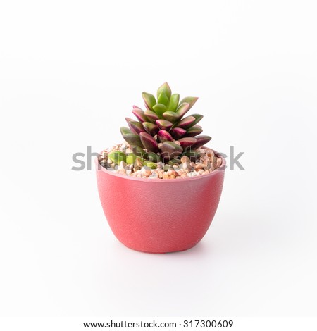 Succulent Isolate on white background Royalty-Free Stock Photo #317300609