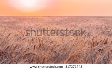 beautiful field on sunrise, natural autumn background. toned picture