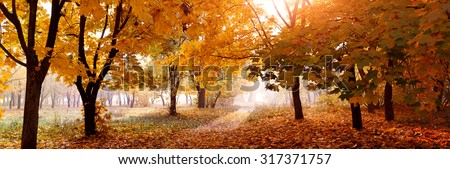 colorful trees and rural road in deep autumn forest, natural background