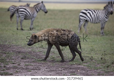 Africa. Kenia. Masai Mara National Park.