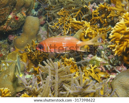Tropical fish longspine squirrelfish, Holocentrus rufus, underwater in a coral reef, Caribbean sea
