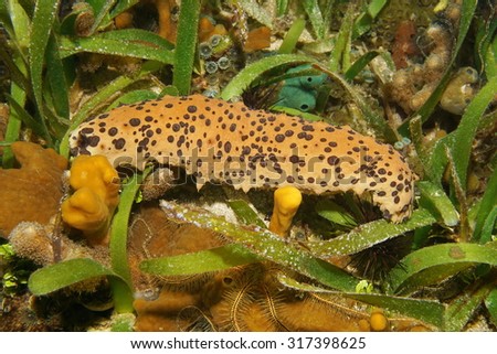 Three-rowed sea cucumber, Isostichopus badionotus, also known as chocolate chip cucumber or cookie dough sea cucumber