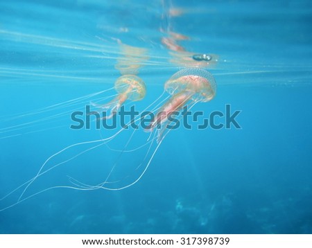 Mauve stinger jellyfish Pelagia noctiluca underwater close to the surface in the Mediterranean sea, Azure coast, France