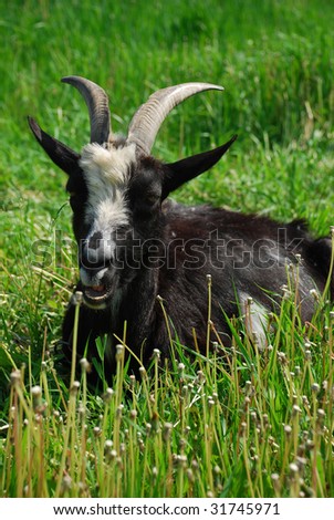 goat on a background a green grass