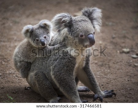 koala bear Royalty-Free Stock Photo #317466581