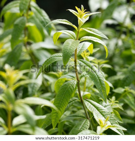 close-up of aromatic lemon verbena,scented herb for aromatic tea in garden in natural sunny daylight Royalty-Free Stock Photo #317471219
