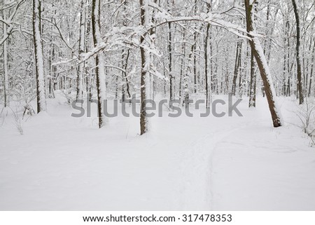 Winter forest covered with a layer of snow