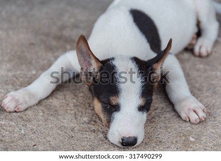 sleepy Thai puppy dog close up