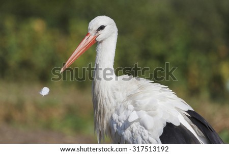 beak and feather/stork bird