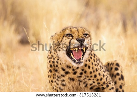Closeup of angry cheetah