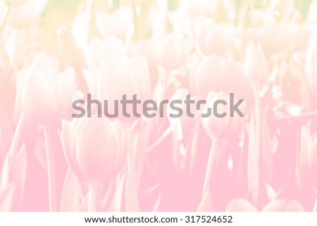 Abstract Tulip blurred soft tone color ,This photo have concept to present the Tulip in a soft and blur gives a feeling of love and dreams are suitable to be used as background for relevant content