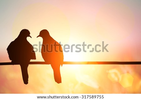 bird silhouette on pastel background and love bird