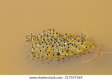 toad eggs in water, image taken in spring