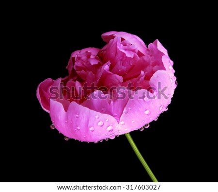 Pink peony isolated on a black background