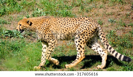A powerful and beautiful cheetah on green grass. Cheetah profile. Completely unflappable and self-confident. The wonderful world of animals. Stock photo. 