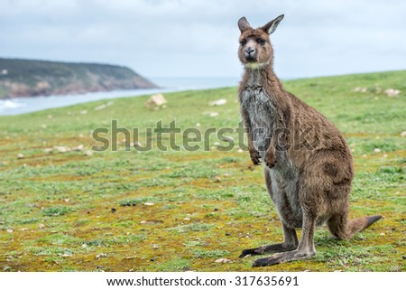 Kangaroos while looking at you at sunset in kangaroo island