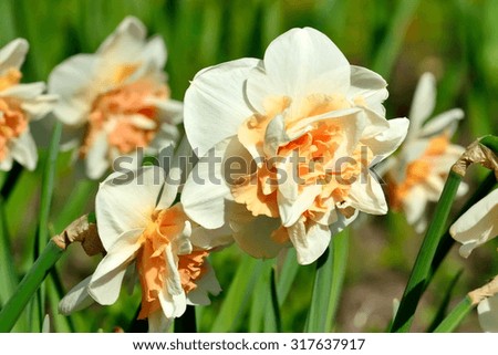Terry Narcissus cream