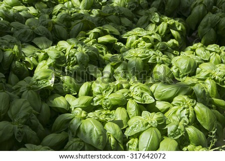 the background is a lot of fresh green basil with a ray of light