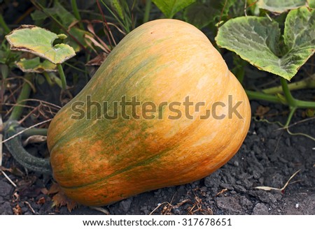 Yellow pumpkin grows on the ground in the garden, green leaves close-up outdoors