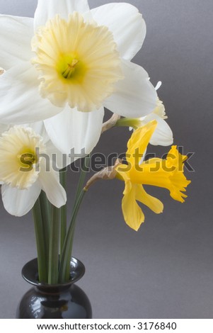 Narcissus on the black vase over grey