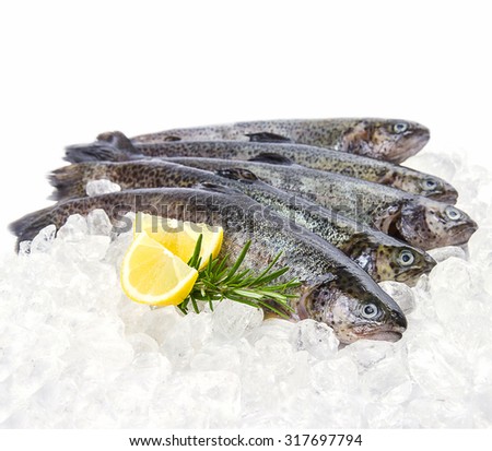 Five fresh rainbow trout with lemon on ice, close up
