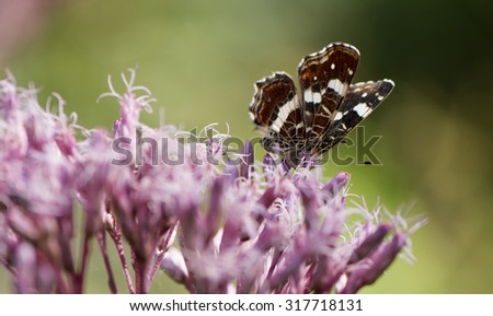 Limenitis Camilla Butterfly
