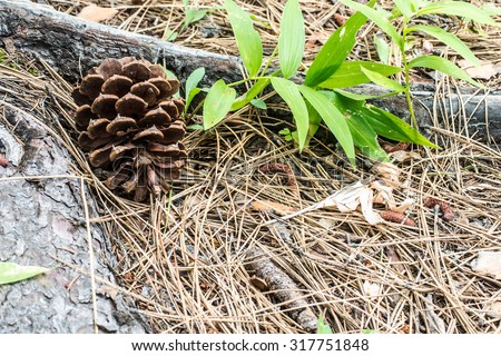 Pine cone, leaves, pine needles and wood - forest floor still  life