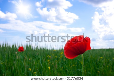 Red poppies growing in a rye field sun