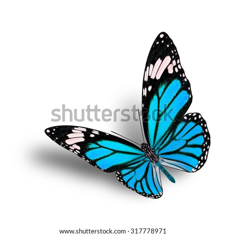 The flying pale blue butterfly fully wing opened isolated on white background and soft shadow