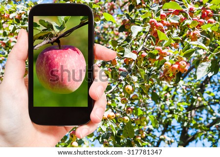 garden concept - farmer photographs picture of ripe pink apple outdoors with apple tree on background on smartphone