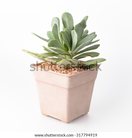 Succulent Isolate on white background Royalty-Free Stock Photo #317794919