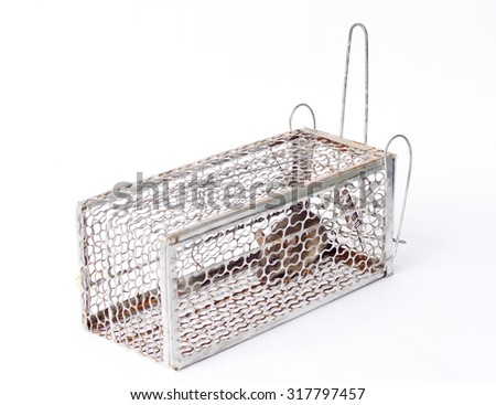 living small angry gray brown tropical mouse rat pest in a white chrome pest control steel metal mesh trap finding the way out to escape, picture taken on white background