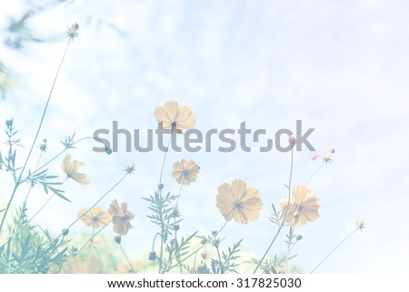 yellow,cosmos flowers in the garden with blue sky and clouds background pastels style soft focus.
