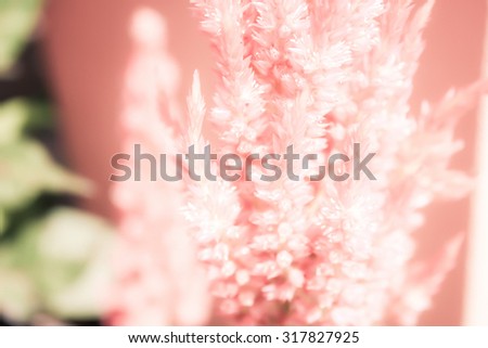 Soft focus red cockscomb flower blooming(Celosia cristata) background