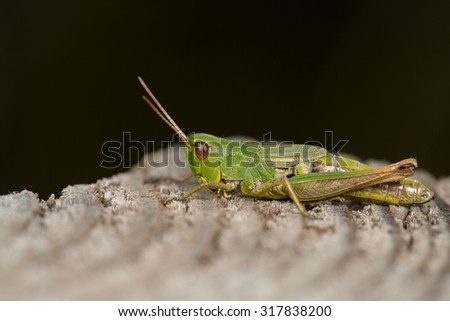 grasshopper on a poal