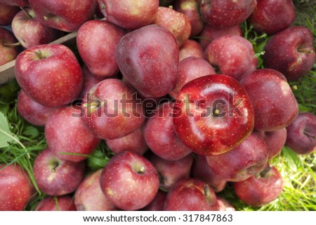red apple,autumn harvest apples,apples to apples,autumn season,fresh apples,harvest fruit,apples from the garden