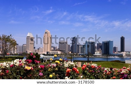 View of San Diego skyline from Coronado Island, with roses in the foreground.  Focus on the skyline.
