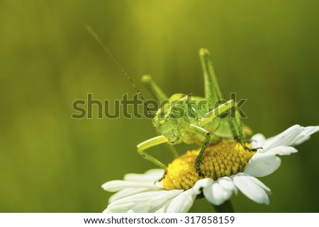 Close up shot of grasshopper on wild chamomile flower.