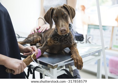 Beautiful doberman puppy lying on a veterinary table and gets an infusion. Vet holding infusion line attached to dog's leg. Short DOF and selective focus on veterinarian hand and infusion needle. Royalty-Free Stock Photo #317858579