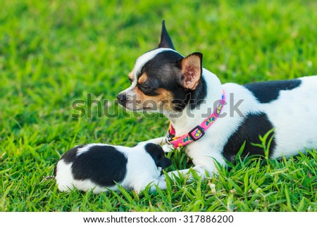Dog mother breastfeeding,Dog mother,Dog,Chihuahua,puppy