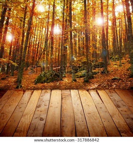 wooden slats background in magic autumn forest