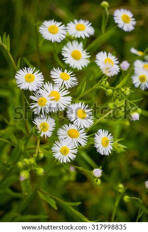 Wildflowers daisies