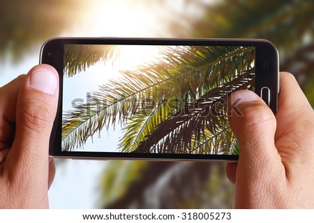 Nature background, palm leaves trees against blue sky wallpaper, summer holiday, vacation postcard concept 