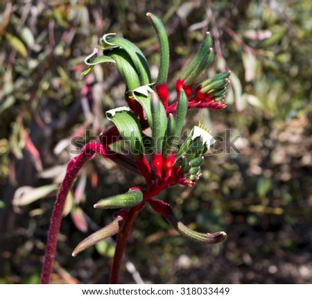Decorative West Australian wildflower Red Kangaroo Paw anigozanthus manglesii blooming in full splendour in  King's Park Perth Western Australia in early spring  is a splendid tourist attraction.