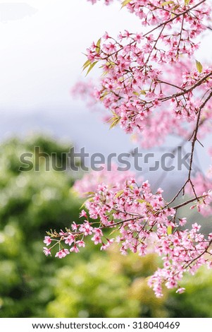 Beautiful  Pink Sakura Flower Blooming