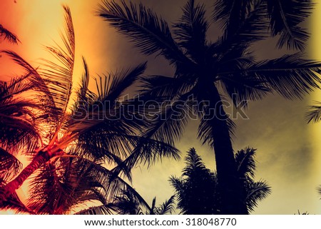 Silhouette palm tree - Vintage filter effect and light leak filter processing style pictures