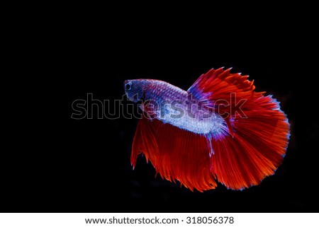 Colorful of siamese fighting fish