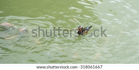 duck in the rever