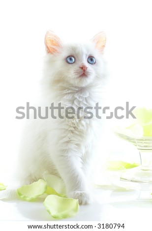 White kitten with blue eyes. On a white background.
